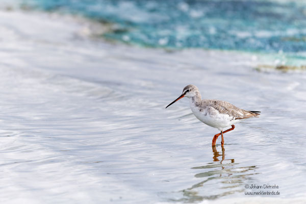 Dunkler Wasserläufer, Schlichtkleid