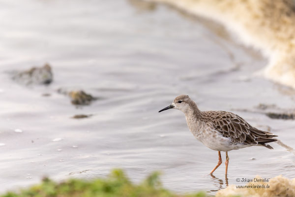 Kampfläufer, Schlichtkleid