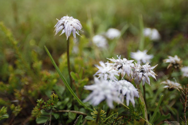 Herzblättrige Kugelblume