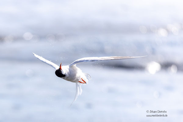 Seeschwalbe beim Putzen