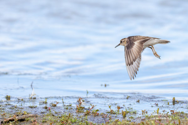 Temminckstrandläufer, Prachtkleid