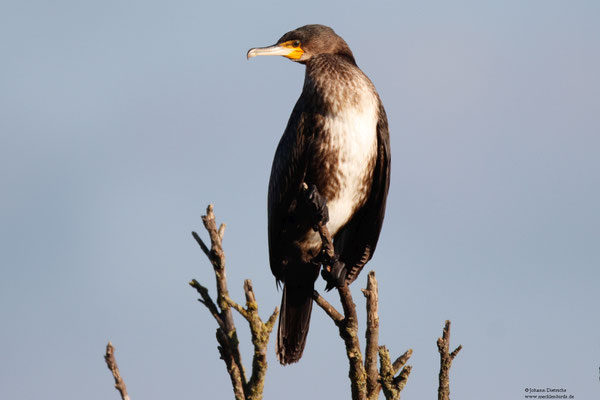 Kormoran am Golfteich