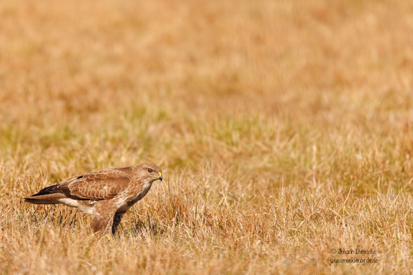 Mäusebussard