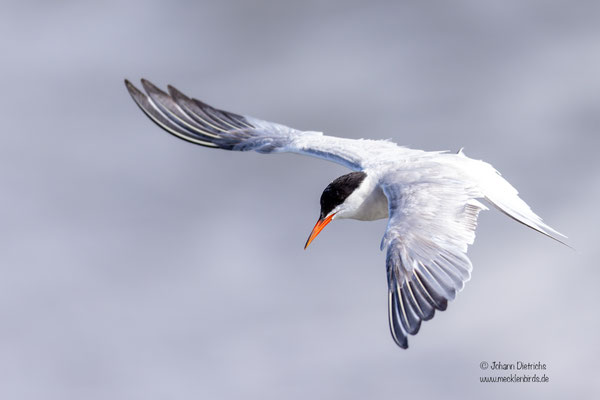Seeschwalbe im Rüttelflug