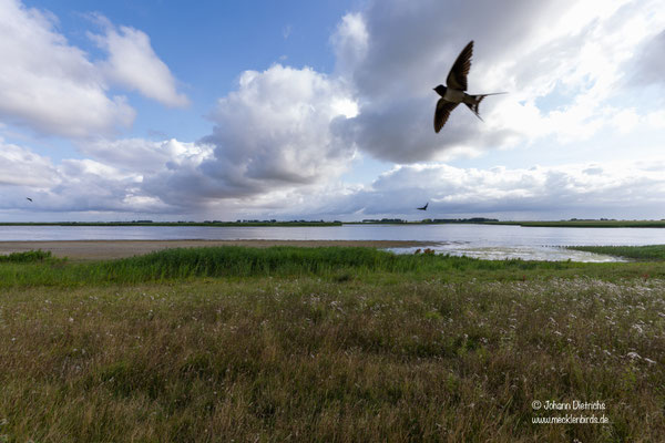 Blick aus der Schutzhütte im Hauke-Haien-Koog