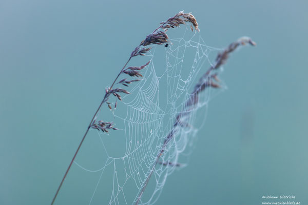 Ein Spinnennetz mit 500mm Brennweite fotografiert, ergibt bei Blende 4 einen absolut ruhigen Hintergrund.