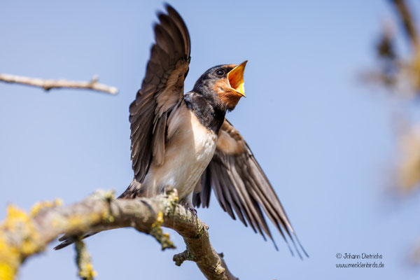 Rauchschwalbe Jungvogel
