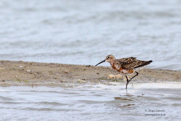 Sichelstrandläufer, mausert vom Pracht- ins Schlichtkleid