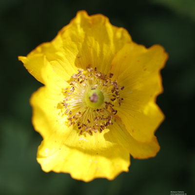 Waldmohn