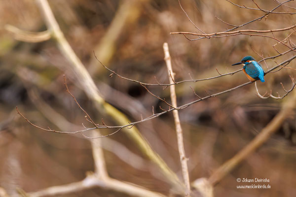 Eisvogel
