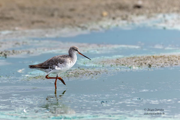 Dunkler Wasserläufer, Schlichtkleid