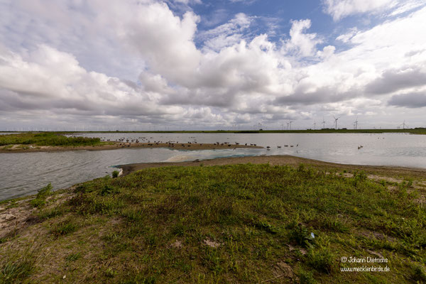 Blick aus der Schutzhütte im Beltringharder Koog