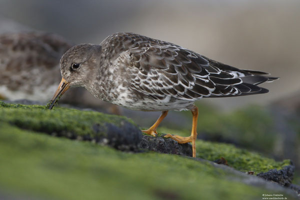 Meerstrandläufer