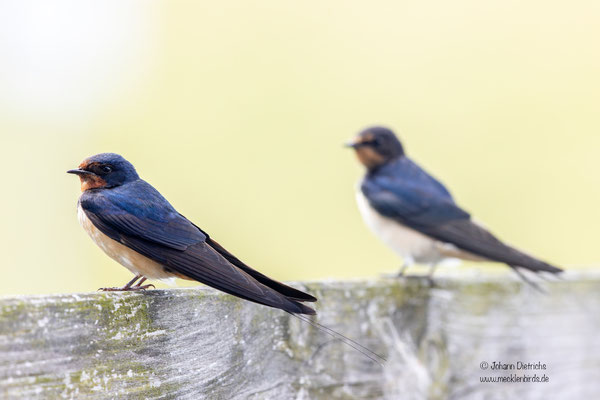 Rauchschwalben