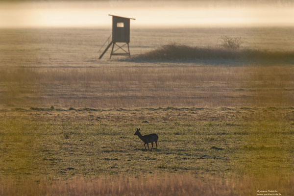 Im Naturschutzgebiet waren auch sehr viele Rehe und Feldhasen, sowie Füchse zu sehen