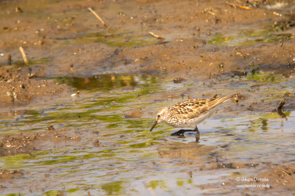 Weißbürzel-Strandläufer