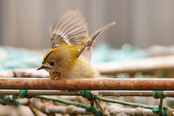 Wintergoldhähnchen