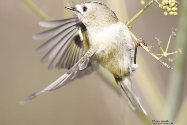 Wintergoldhähnchen