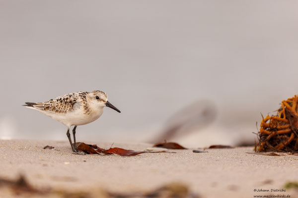 Sanderling