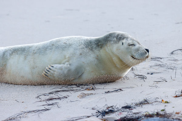 Seehund am Südstrand