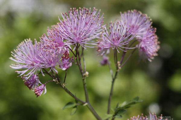 Akeleiblättrige Wiesenraute