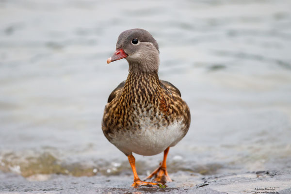 Mandarinenten Weibchen