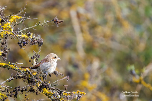 Neuntöter Jungvogel