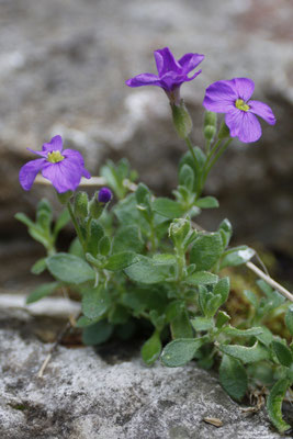 Griechisches Blaukissen