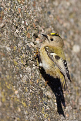 Wintergoldhähnchen am Wassersturzbecken