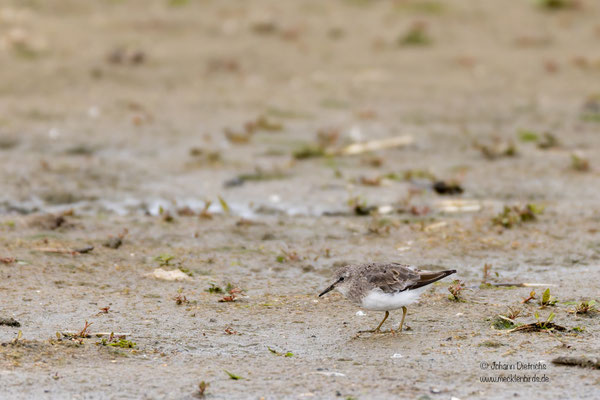 Temminckstrandläufer, Schlichtkleid