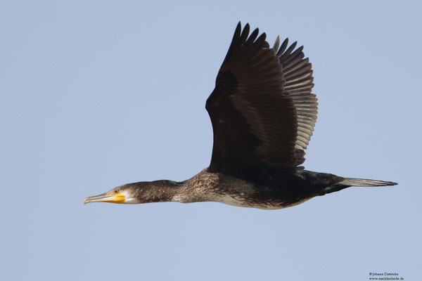 Kormoran