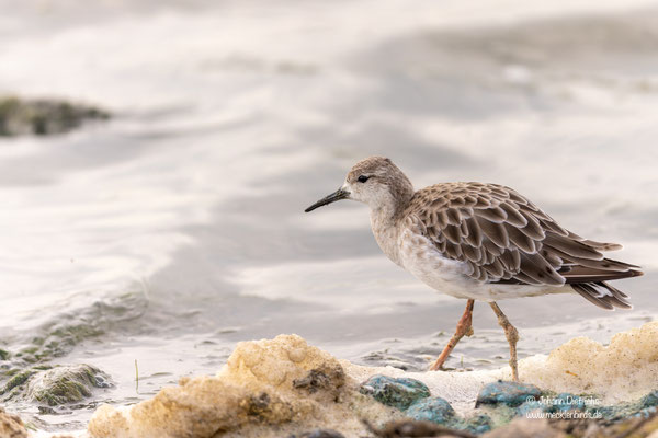 Kampfläufer, Schlichtkleid