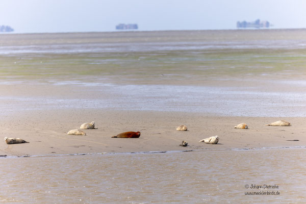 gemütliche Seehunde