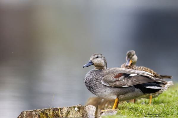 Schnatterentenpaar, vorne Männchen hinten Weibchen