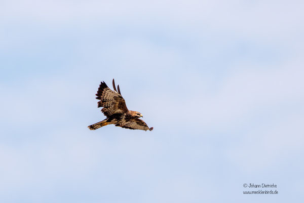 Mäusebussard