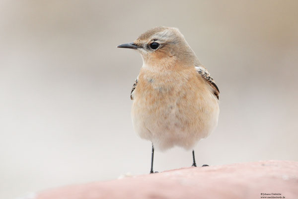 Wiesenpiper am Nordstrand