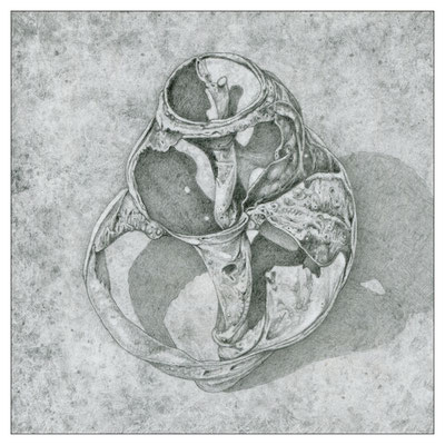 Schnecke-03, 12,0 x 12,0 cm, Graphit, 2021 (Z-040)