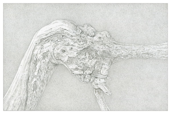 "Ast-01", 25,0 x 16,5 cm, Silberstift, 2020 (Z-027)
