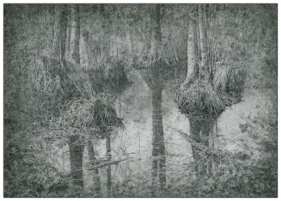 "Sumpf-10", Graphit, 24,0 x 17,0 cm, 2024 (Z-074)