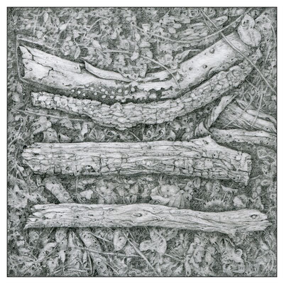 "Äste-01", Graphit, 12,0 x 12,0 cm, 2020 (Z-024)