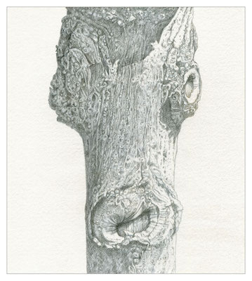 Stamm-05, 10,7 x 12,0 cm, Silberstift, 2021 (Z-039)