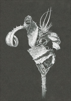 "Wilde Karde-01", Graphit, 14,0 x 20,0 cm, 2018 (Z-015)