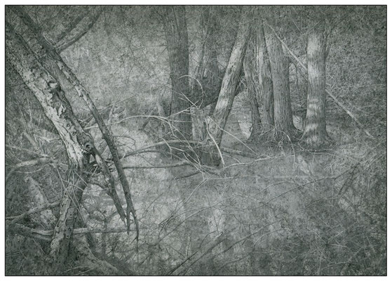 "Sumpf-07", Graphit, 24,0 x 17,0 cm, 2024 (Z-071)
