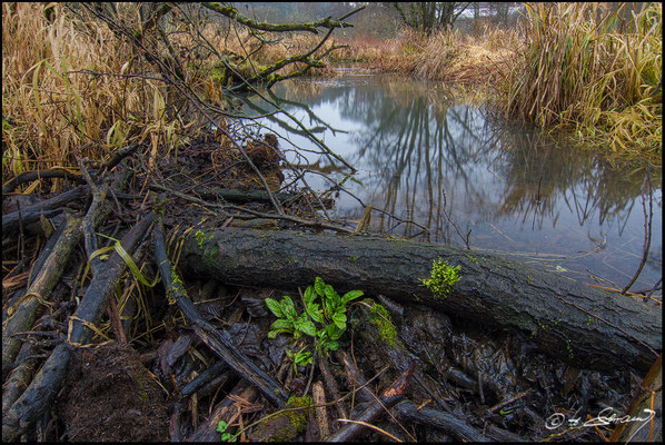 53 Deusmaurer Moor