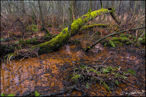 54 Deusmaurer Moor