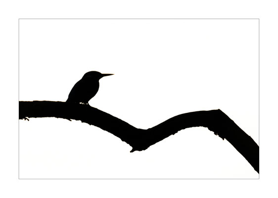 Eisvogel