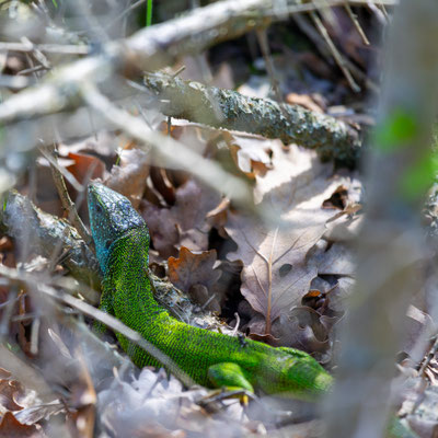 Smaragdeidechse
