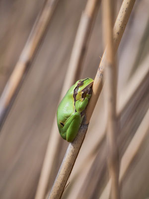 Laubfrosch