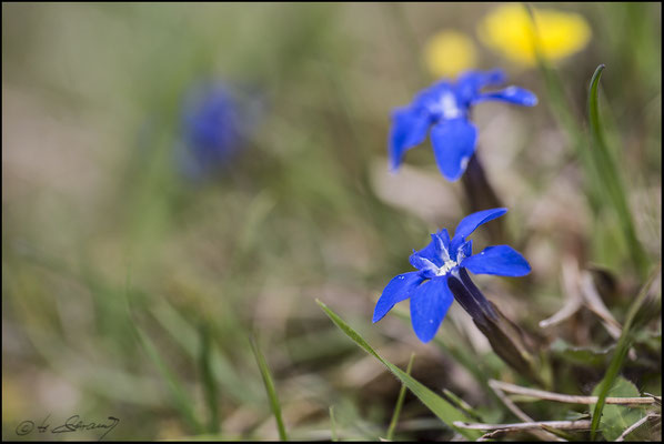 41 Frühlingsenzian