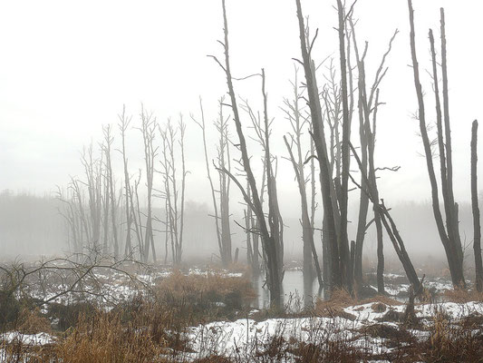 29 Deusmaurer Moor